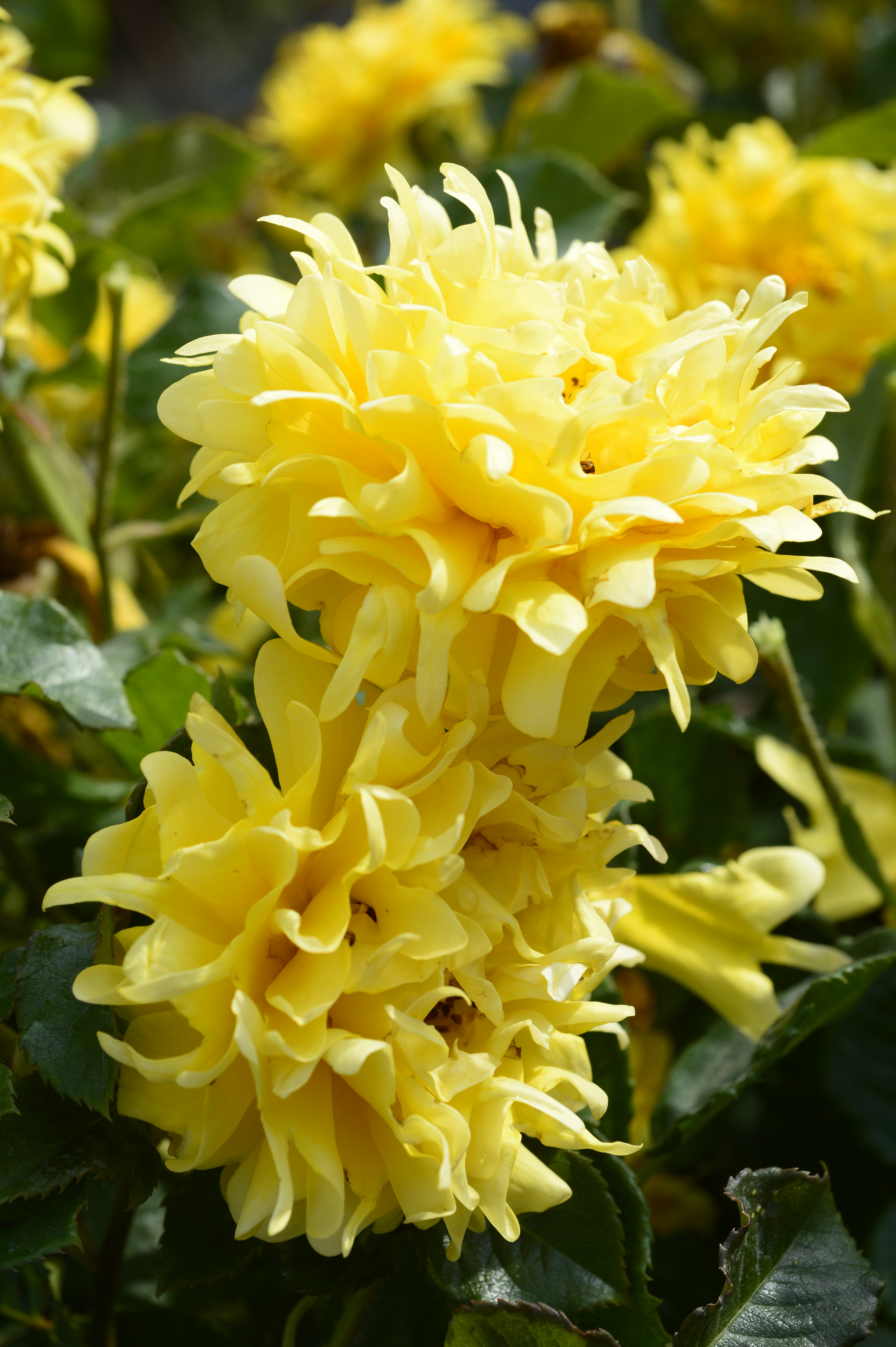 ©SUNFLOR - Primavera